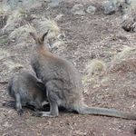 台灣人's澳洲便當記 的個人照片