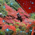 Alica Cheng Chen 的個人照片