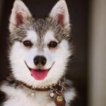 Joyce Chen 的個人照片