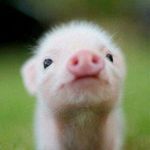 Che Yang Wang 的個人照片