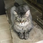 小豬愛煮菜 的個人照片