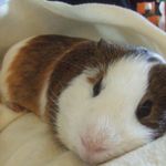 Choumi 的個人照片