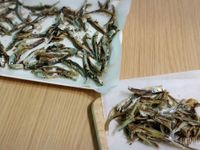 貓零食食譜 | 自製小魚乾