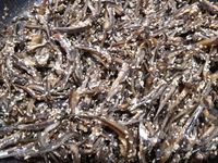 蜜汁小魚