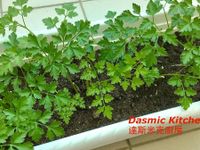 ⟪義大利香芹⟫栽培及料理 ～附實作影片
