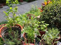 香草栽培及料理