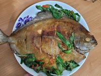 塔香黑鯧