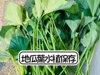 地瓜葉-水植保存