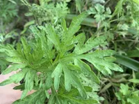 客家蟻粄（草仔粿）