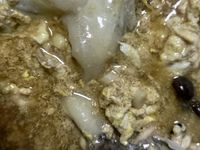 黑蠔菇魚片卷