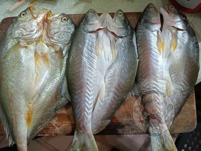 自製一夜干 - 午仔魚