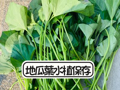 地瓜葉-水植保存
