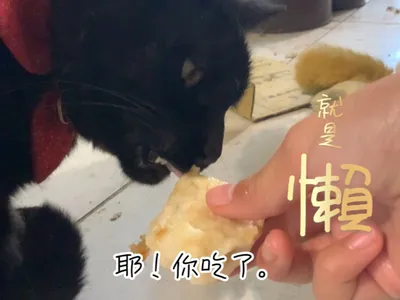 貓咪料理——罐頭肉丸子