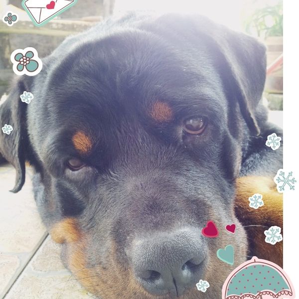 水煎包 : Powpow Lim一起做