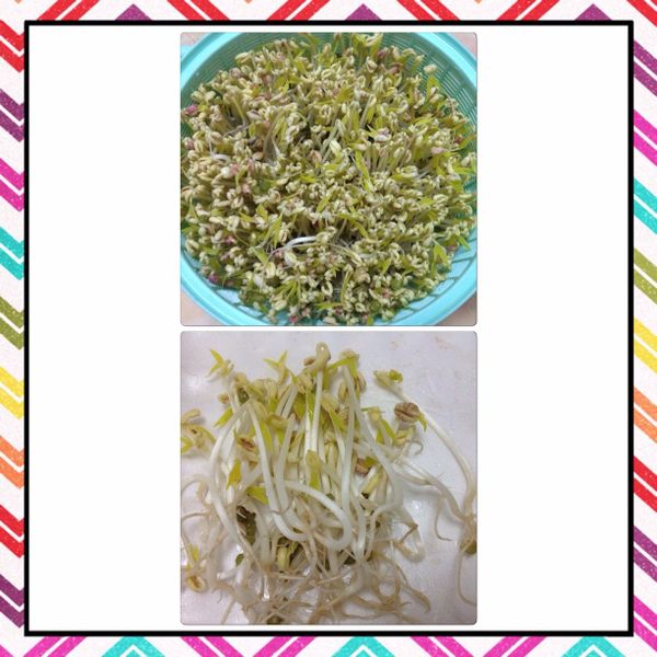 孵甜豆芽菜 : 洪雲品一起做