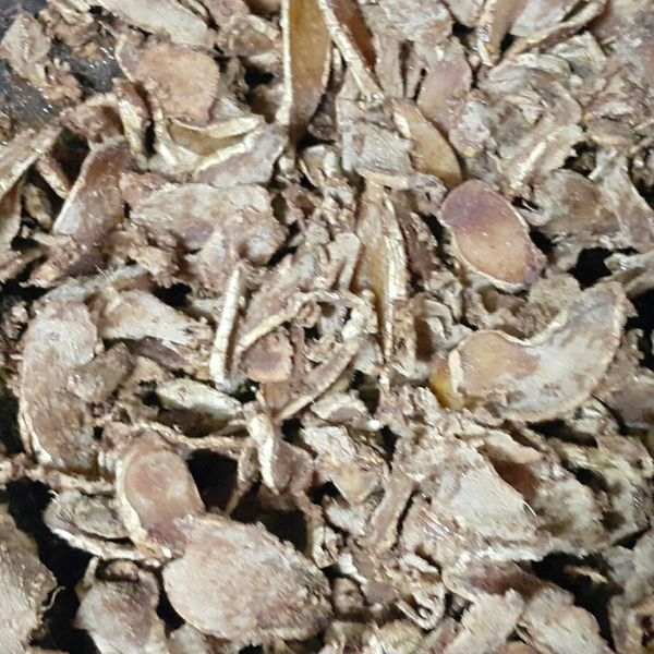 手工慢炒黑糖薑片 : 李真真一起做