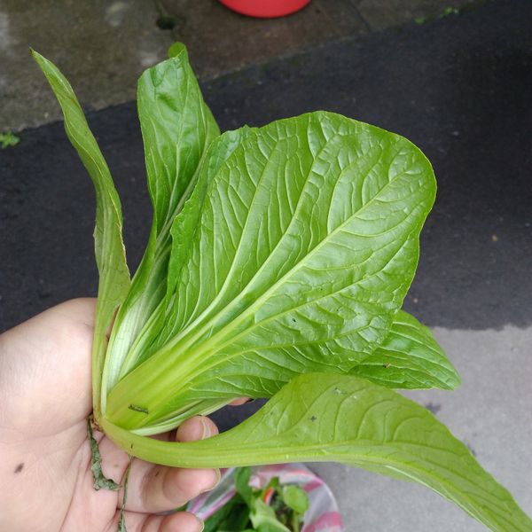 undefined：龍崎劍葉 一起做