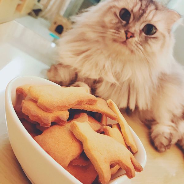 用森永鬆餅粉超簡單做餅乾：Hazel 一起做