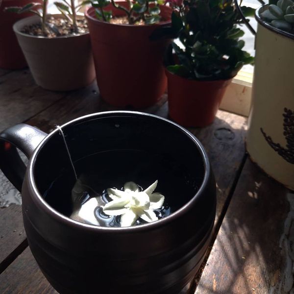 ♦泰泰風♦茉莉花盛開 新鮮的茉莉花茶 : 芳琳一起做