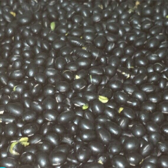 手工炒黑豆&黃耆黑豆水：gigi 一起做