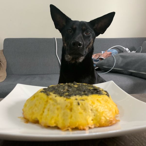 [寵物鮮食] 火山熔岩蛋糕！貓狗鮮食蛋糕：+++ 一起做