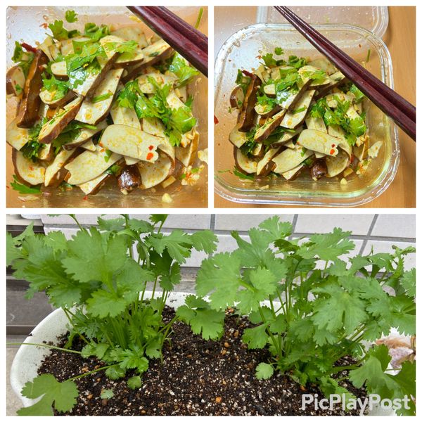 香菜豆乾🎶 : Natsumi Hsieh一起做