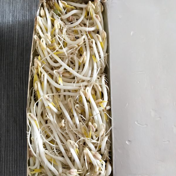 牛奶盒種豆芽菜 : Roseanne一起做