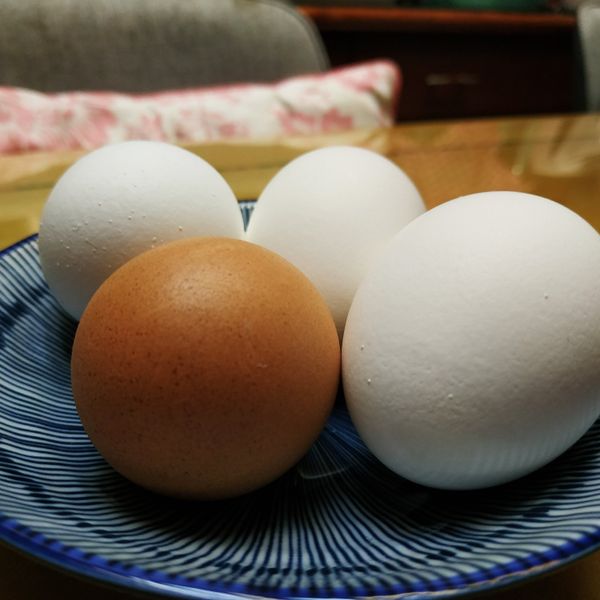 光滑古溜水煮蛋&溏心蛋 : 劉姥姥一起做