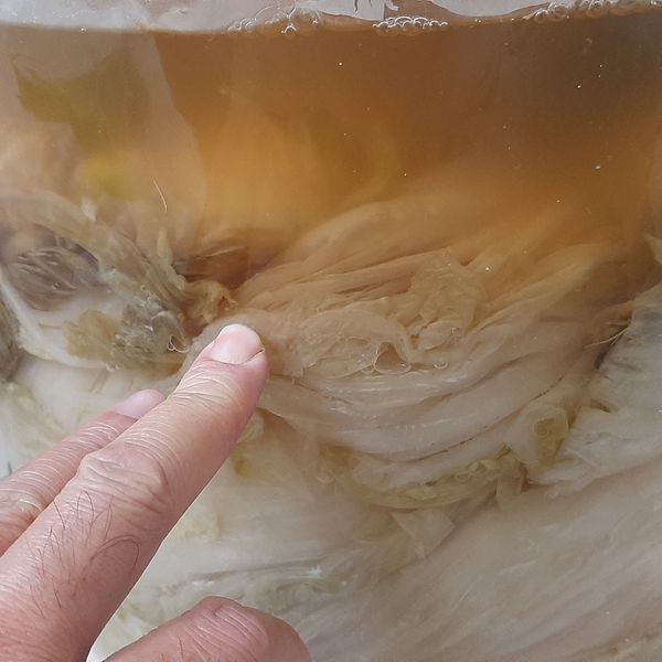 醃酸白菜 : 紅色鉛筆一起做