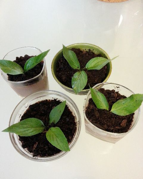 盆栽巧克力布丁 : 蘇小菲一起做