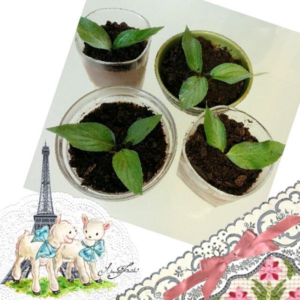 盆栽巧克力布丁 : 蘇小菲一起做