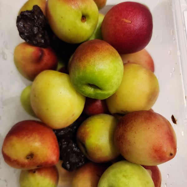 醃脆桃 : Doris一起做