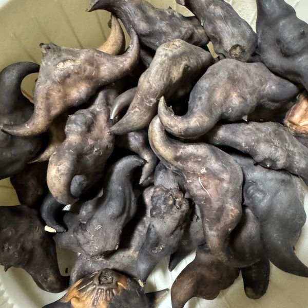 水煮菱角：乖小孩 一起做