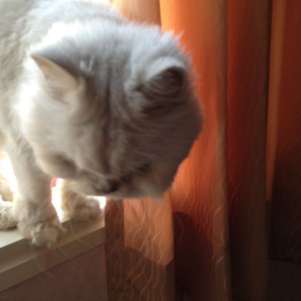 義式焗烤飯：Allen Jeng 一起做