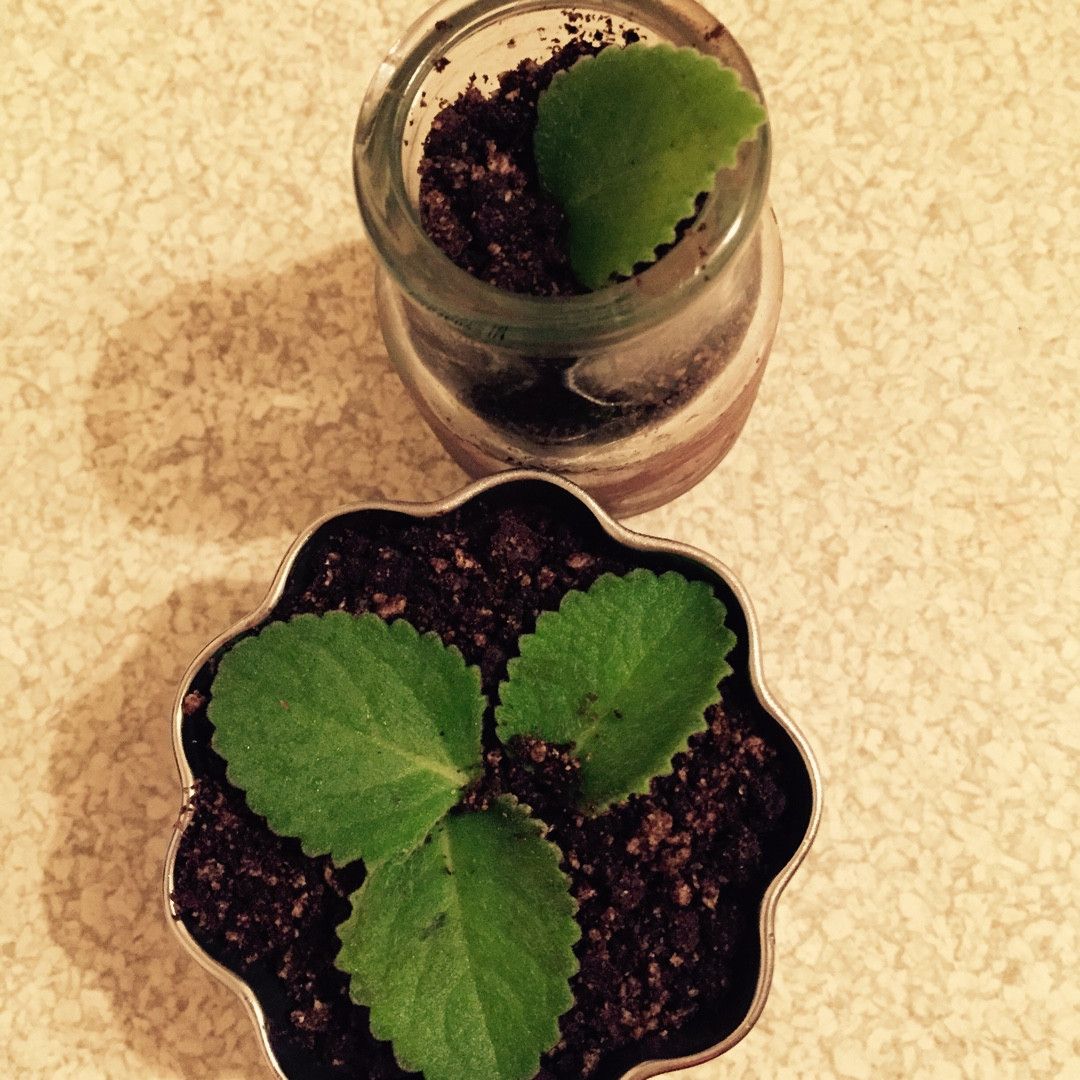 Chia Yao Lin 一起做