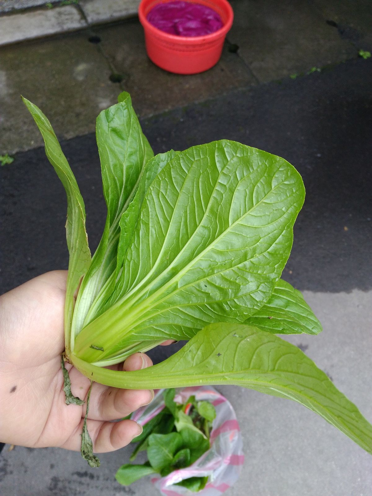 龍崎劍葉 一起做