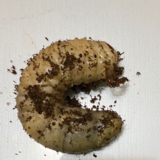 Annie Wang 一起做