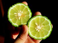 ♦泰泰風♦您一定要認識它.卡菲爾萊姆