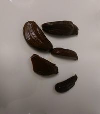 かにの黑蒜頭(black garlic)