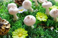 可愛洋菇-白糖霜