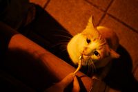 自製貓零食：無鹽小魚乾