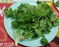乾燥芫荽(香菜)（微波爐）~簡單隨手做