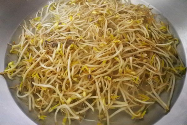 將綠豆芽菜稍微川燙後冰鎮