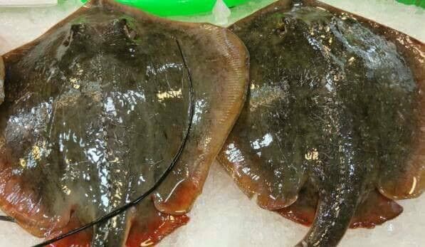 因為魟魚尾巴有身上有毒性，所以伯父釣到澎湖野生魟魚時，就先把魟魚尾剪段的放入保麗龍，