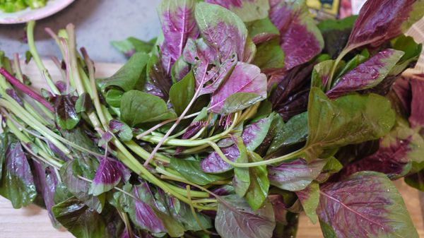 主角有機紅莧菜