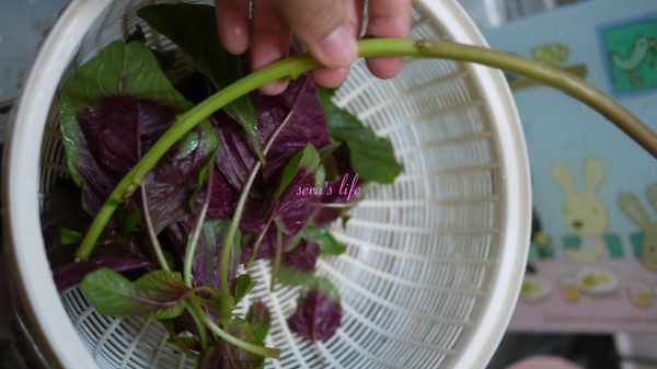 紅莧菜僅取嫩葉及細梗，圖中粗梗不要