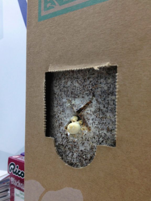 每天可是要細心的照三餐澆水呢
看！菇菇開心的發芽了！