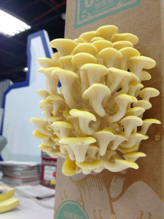 越長越大了，殊不知快被我吃了