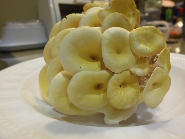 把它摘下來了
念個經～哀悼一下