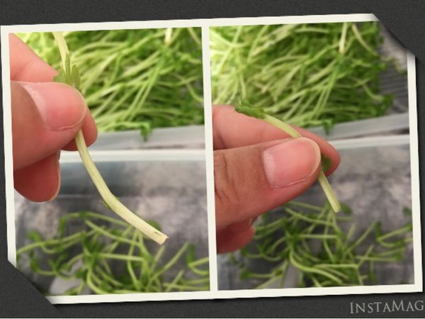 將泛黃的尾端去除⋯⋯
（耐心的一根根檢查挑過）